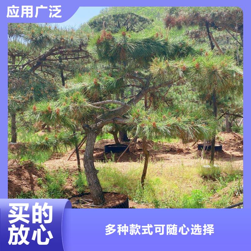 乐东县泰山风景松批量采购货源稳定