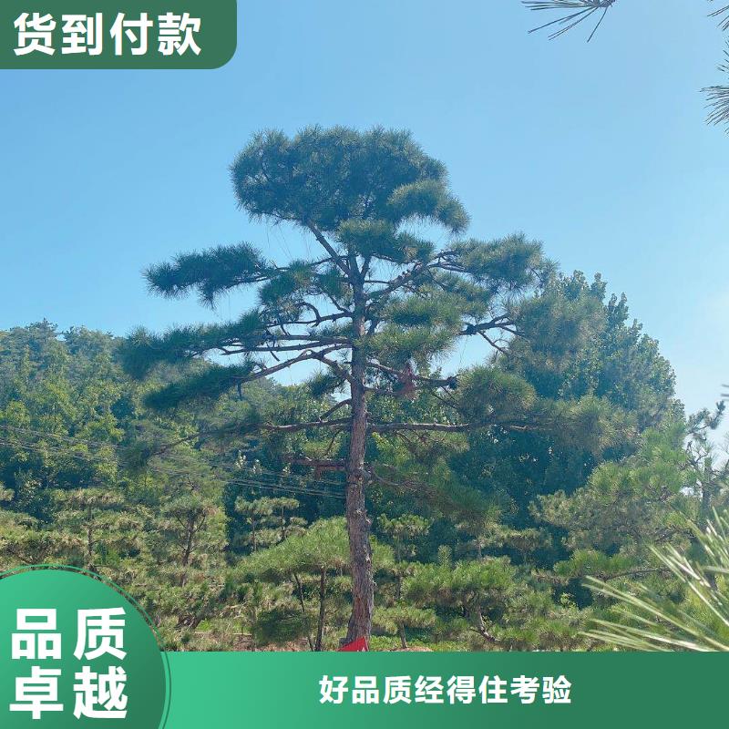 嘉峪关泰山风景松【多图】源头厂家量大价优