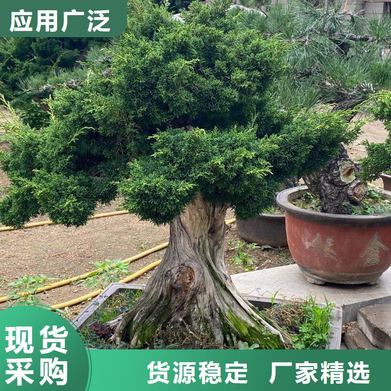 秦皇岛支持定制的造型迎客松基地加工定制