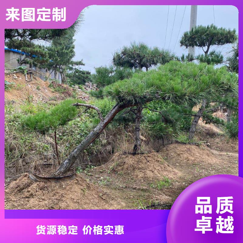 萍乡异型松-点击洽谈本地生产厂家