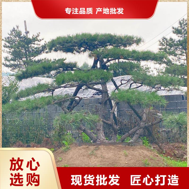 宿州油松-踏踏实实做产品库存量大