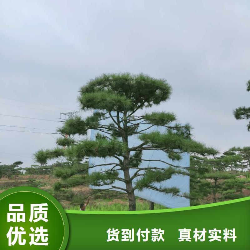 万宁市性价比高的泰山松销售厂家同城经销商