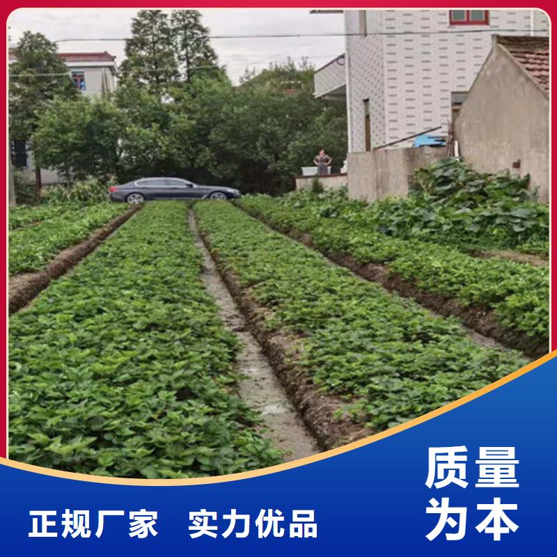 四季草莓蒙特瑞草莓苗报价助您降低采购成本