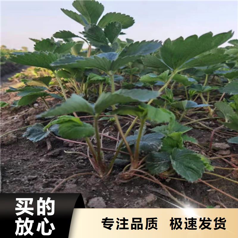 甘孜四季草莓蒙特瑞草莓苗型号齐全