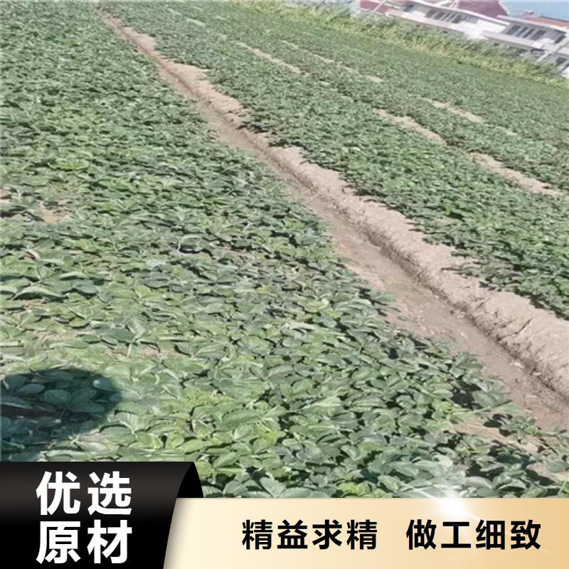 拉萨妙香3号草莓苗货源足质量好