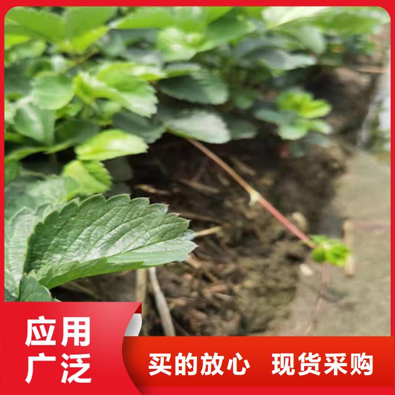 吉林红玉草莓苗厂家直销安全放心