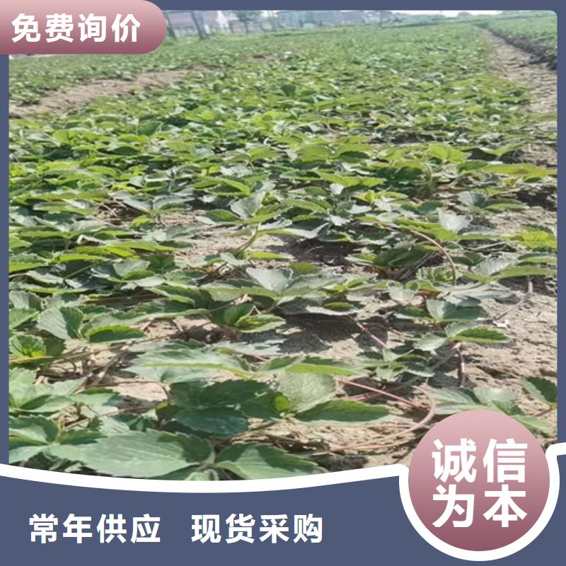 丽水粉玉草莓苗本地制造商