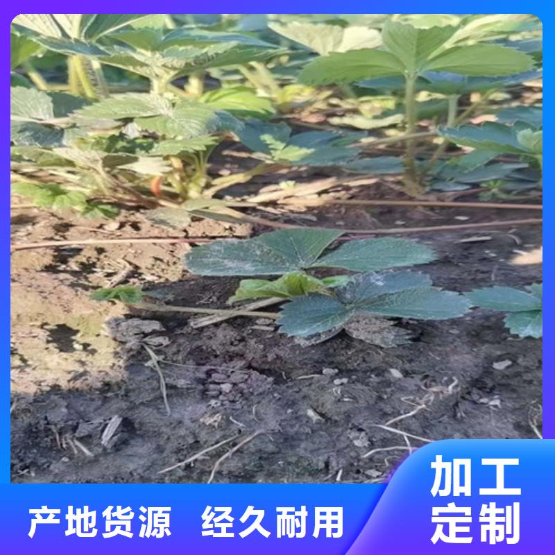 泸州丰香草莓种苗同城货源