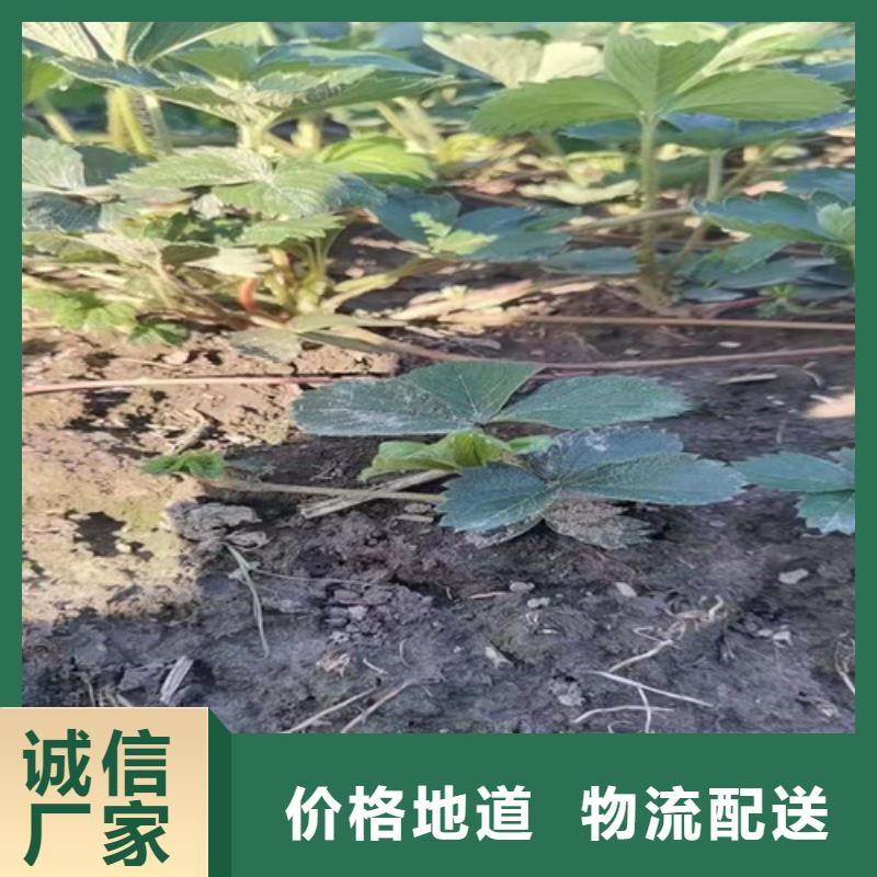 镇江贵妃草莓苗精心打造