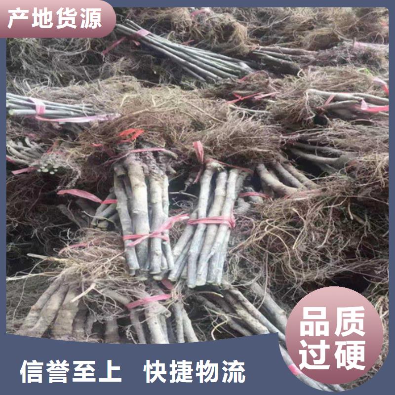 丹东玛斯义陶芬无花果树苗种植基地当地经销商