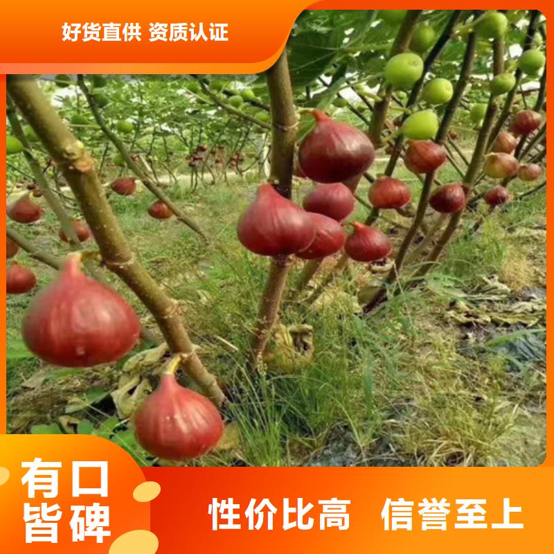 宿州布兰瑞克无花果树苗一亩地种植利润工程施工案例