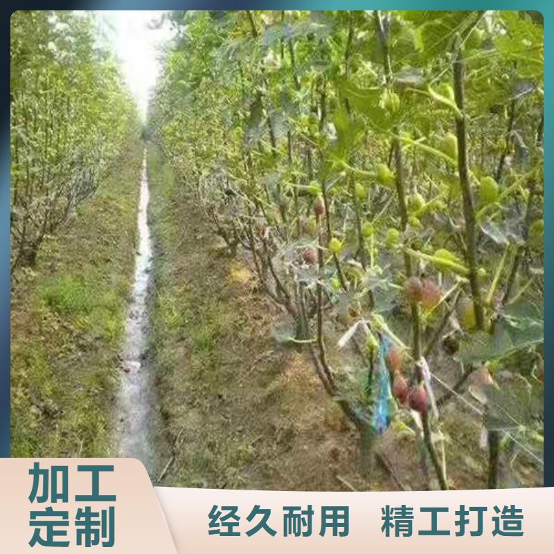 济源市斯特拉无花果苗哪里的便宜优质工艺