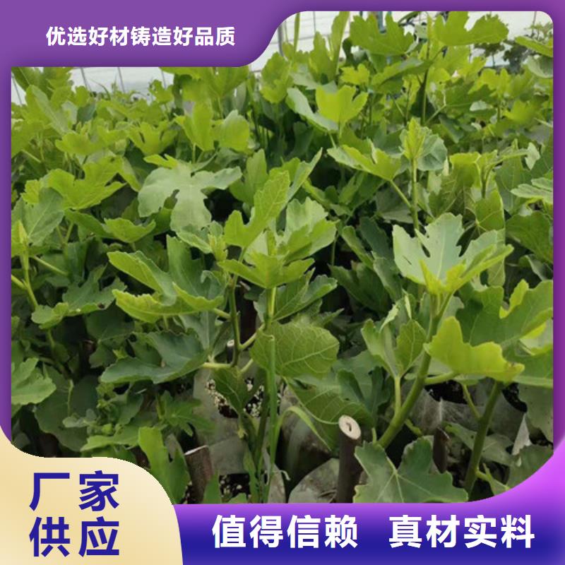 资阳波姬红无花果种植方法当地生产厂家