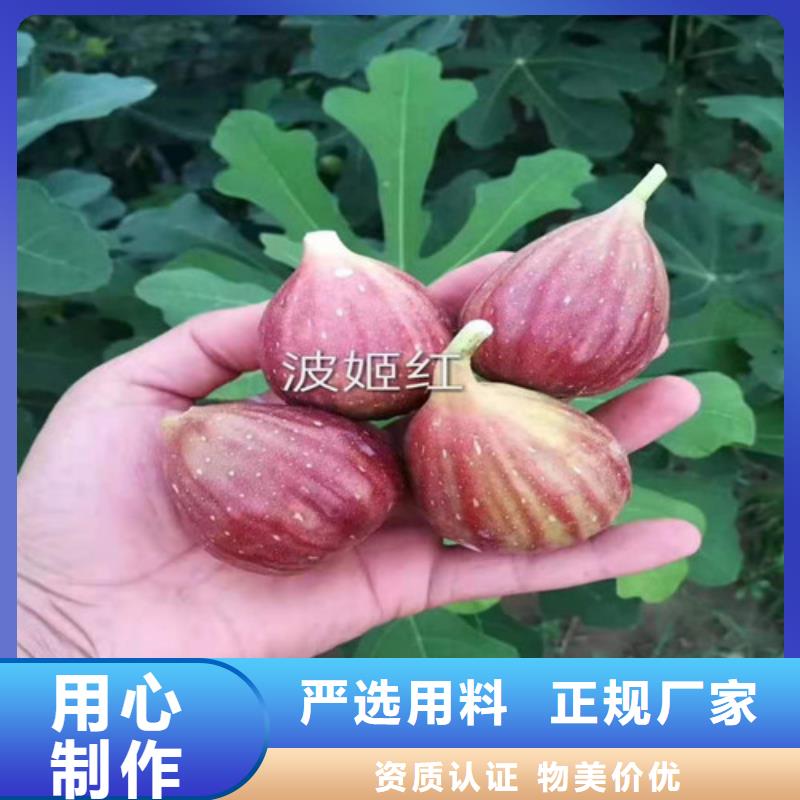 张家口青花无花果树苗支持大批量采购