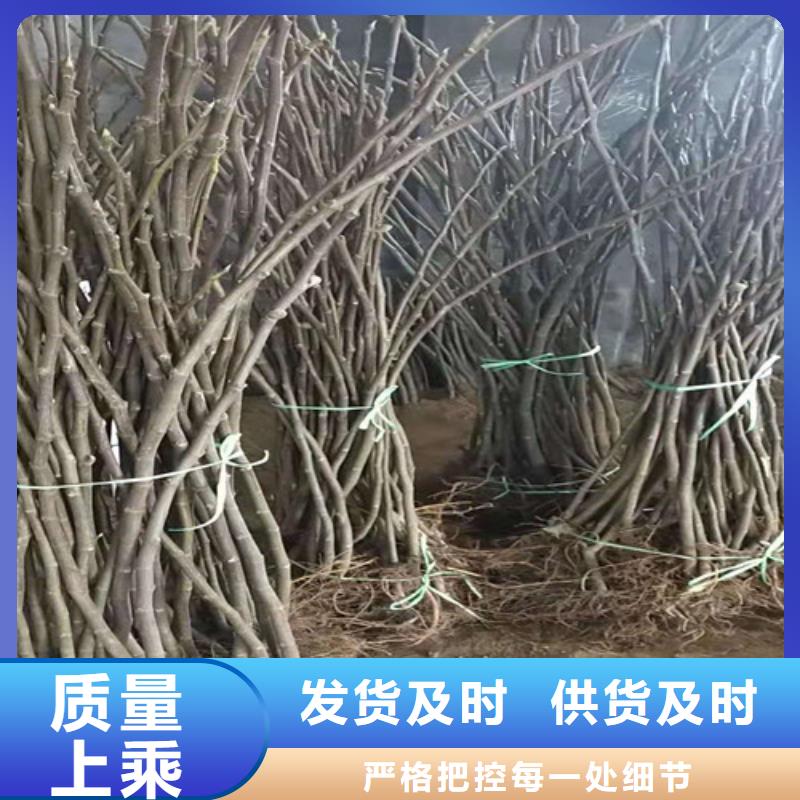 辽阳金傲芬无花果树苗产地工厂