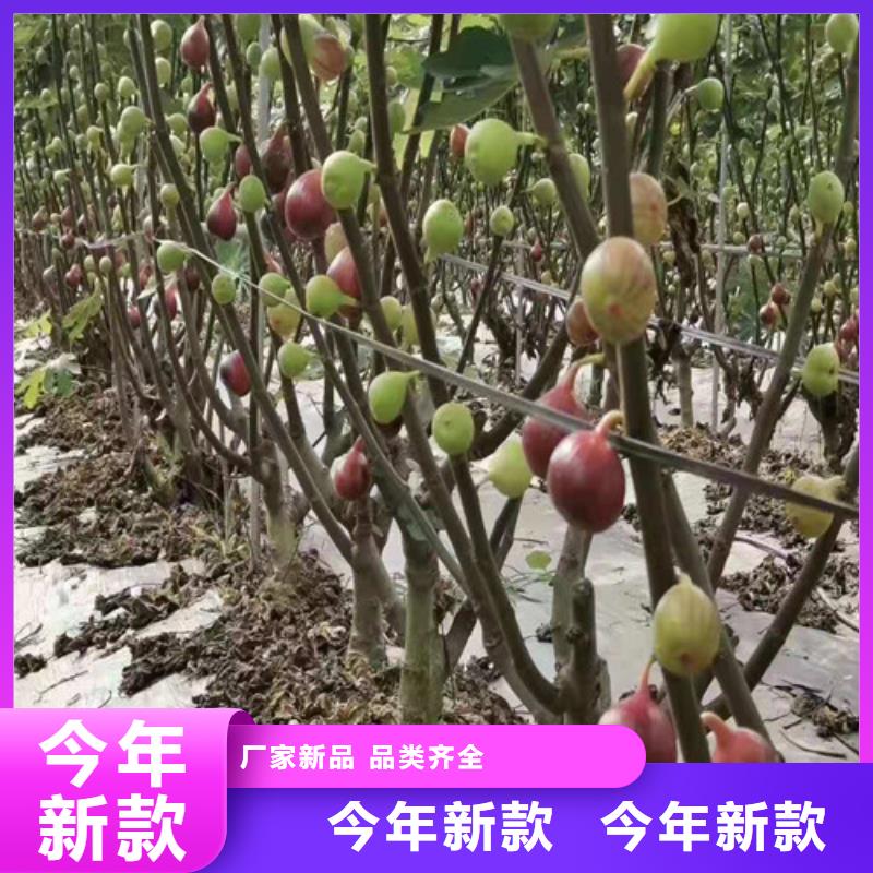 乌鲁木齐斯特拉无花果苗种植技术市场报价