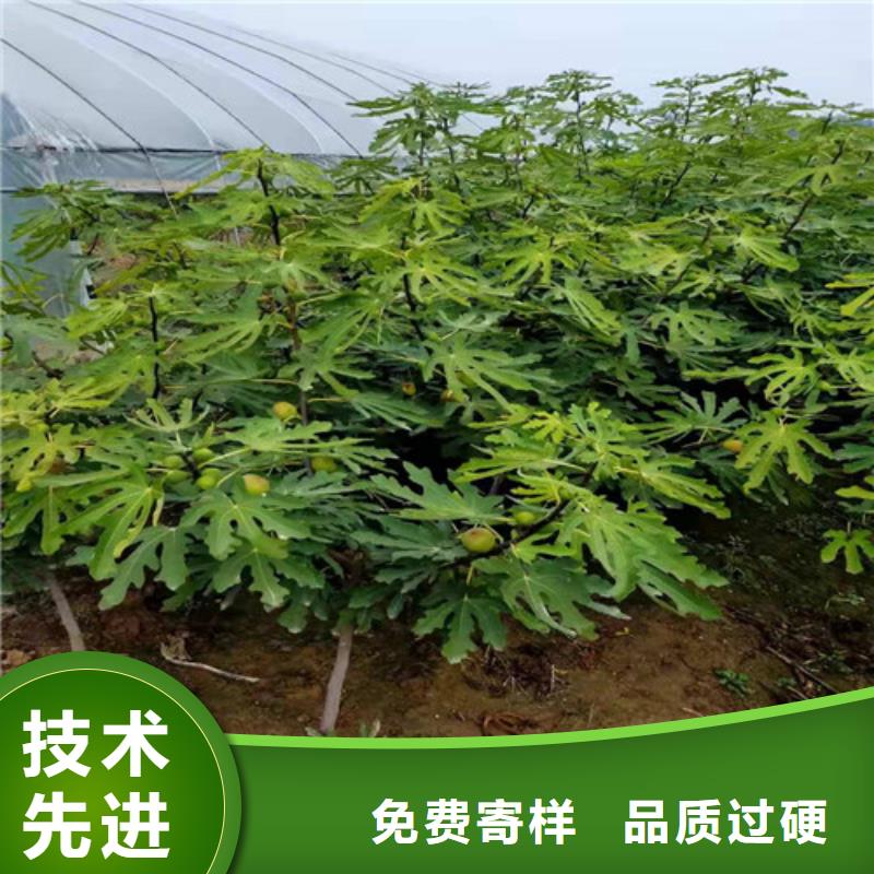 南平金傲芬无花果树苗种植基地库存齐全厂家直供