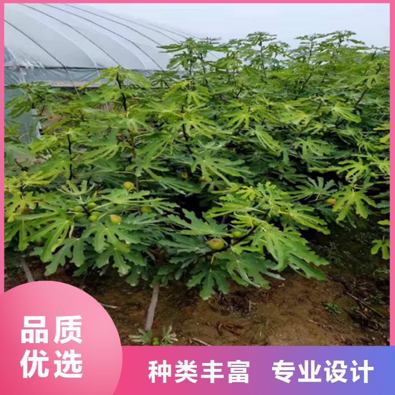 恩施玛斯义陶芬无花果树苗货真价实