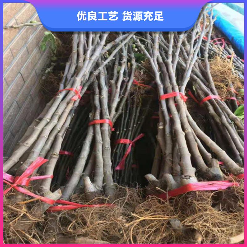 ​延安波姬红无花果树苗供应商