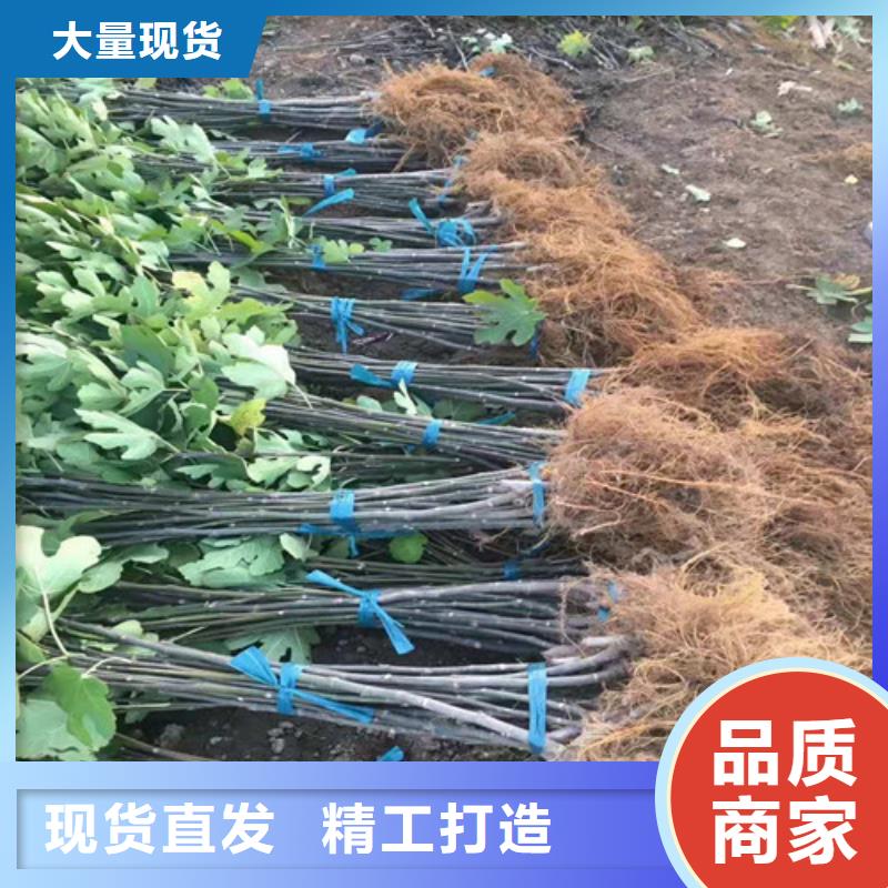 大连玛斯义陶芬无花果合作社做工精细