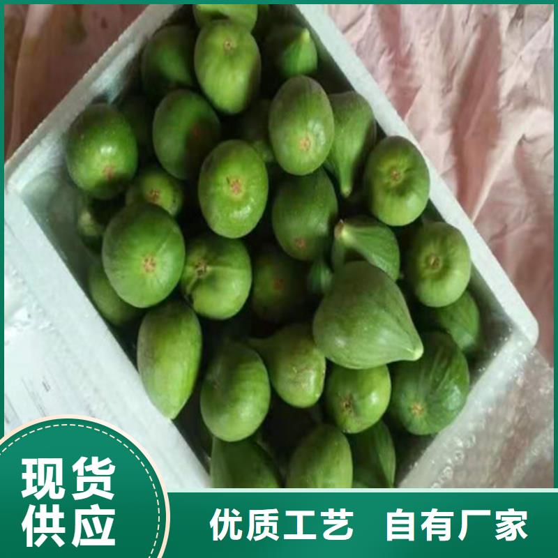 安阳青皮无花果树苗管理方式用品质说话