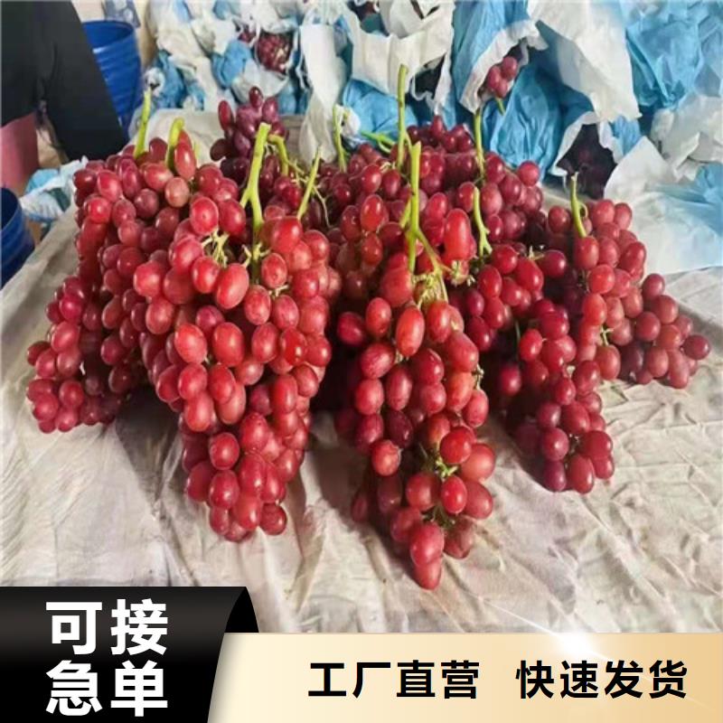 呼和浩特脆光葡萄树苗实拍展现