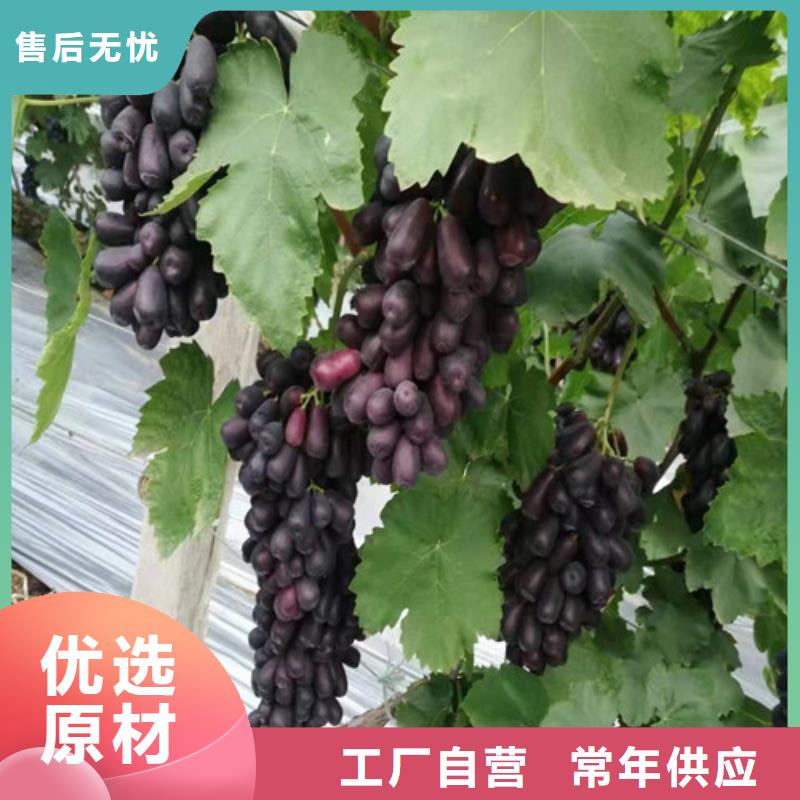 天水甜蜜蓝宝石葡萄树附近公司