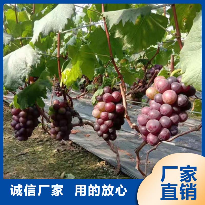 甜蜜蓝宝石无核葡萄树苗苗木基地型号齐全