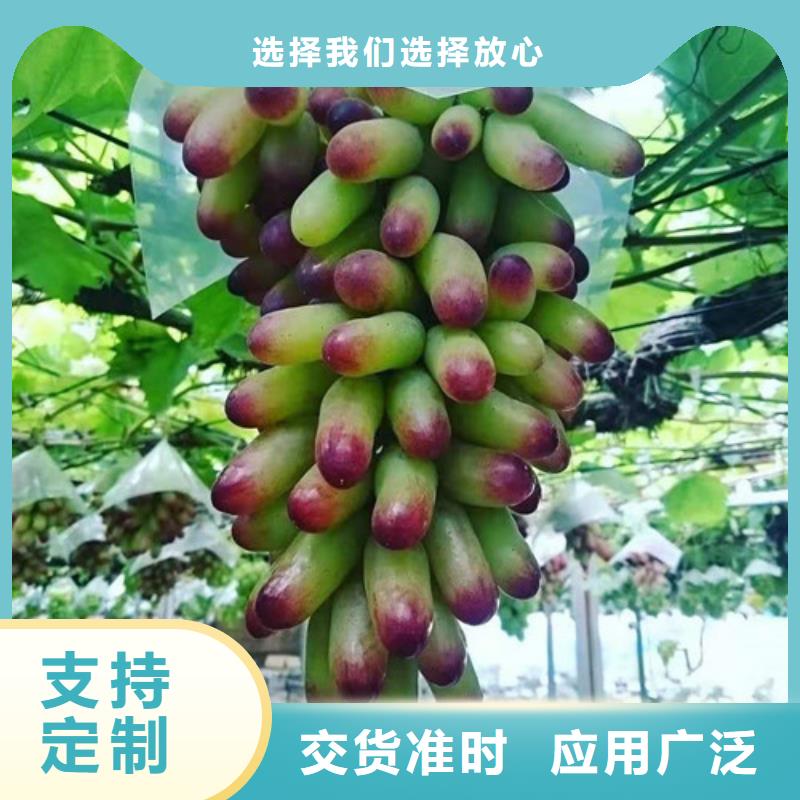 菏泽巨峰葡萄树苗附近生产商