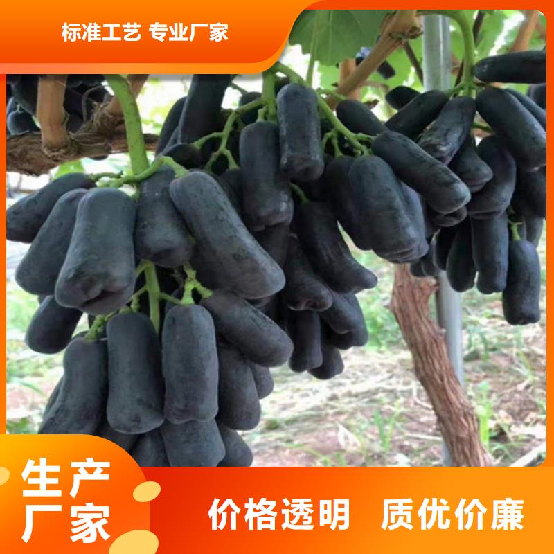 乌海早夏无核葡萄苗质量层层把关