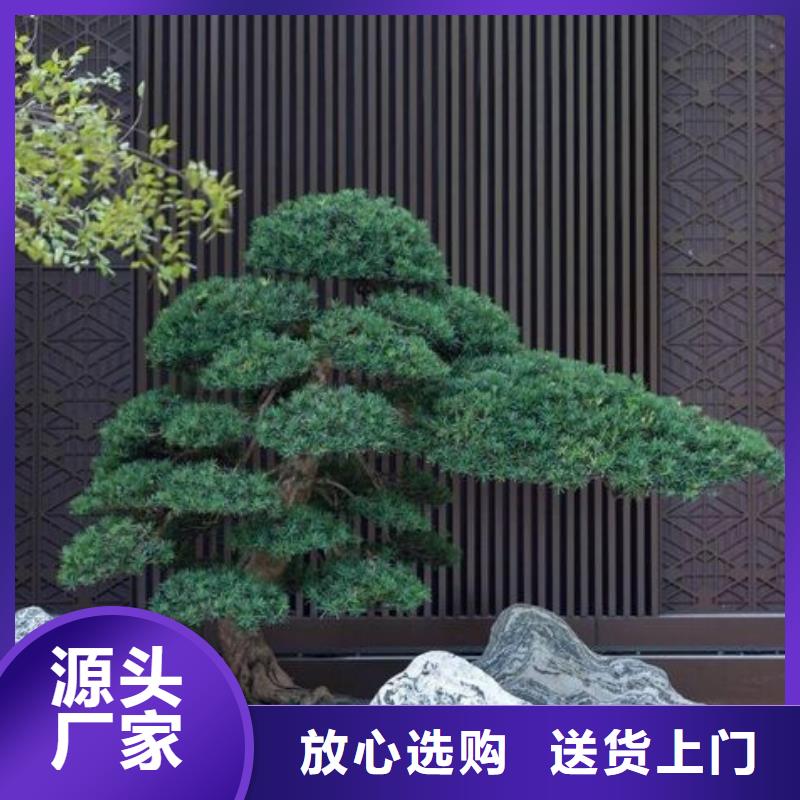 中山造型油松-造型油松品牌厂家用心服务