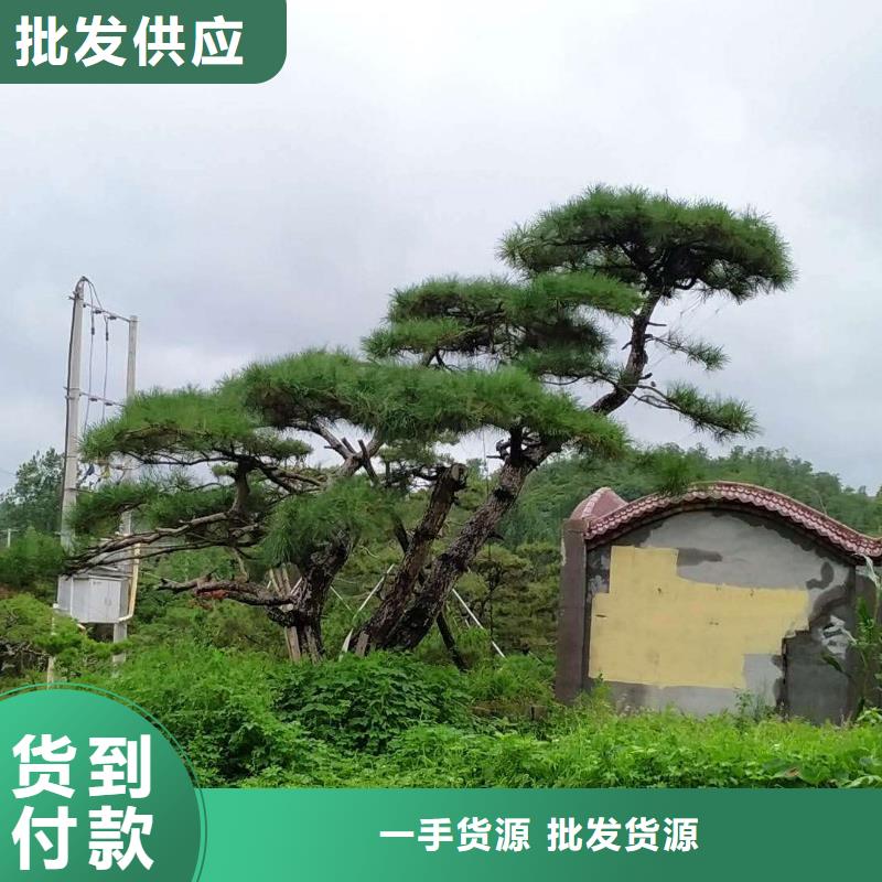 云浮造型油松质量好本地生产商