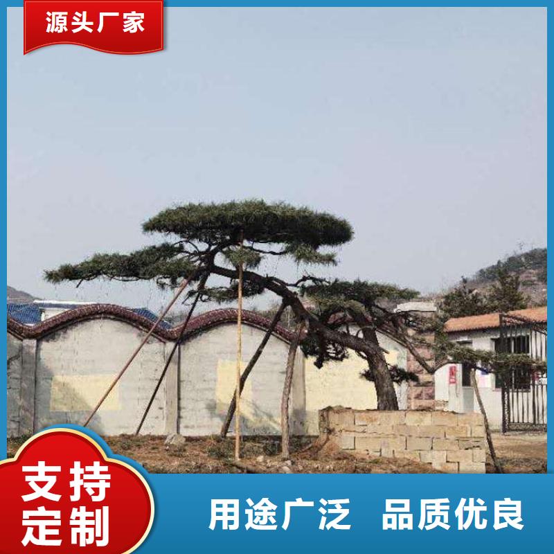 天水供应批发造型景观松-优质当地服务商