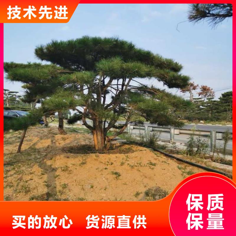 泰州现货供应泰山松_品牌厂家本地经销商