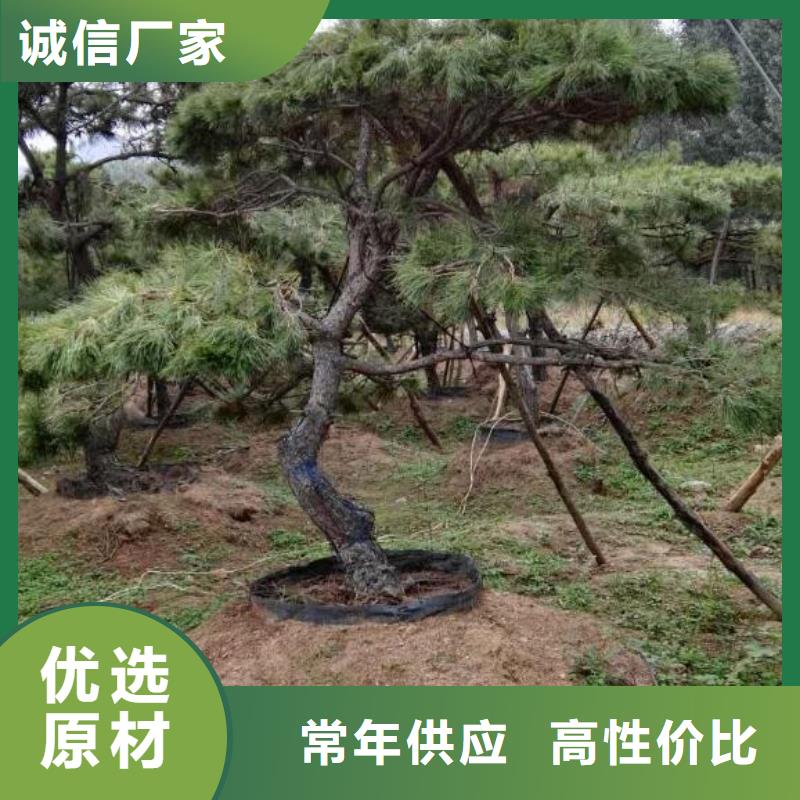 庆阳景观松-景观松现货供应实力优品