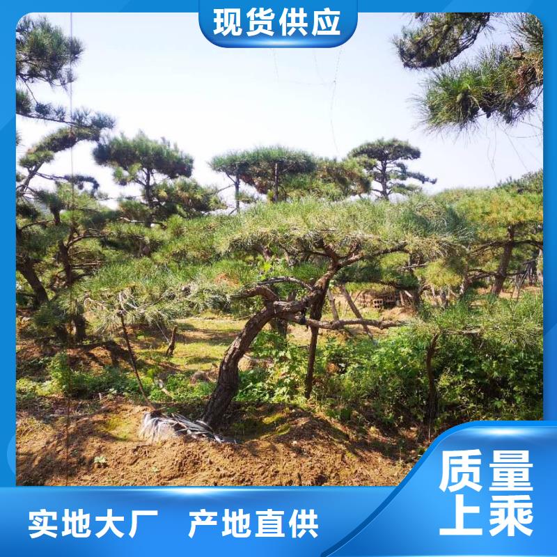 优选：玉林造型松公司本地公司