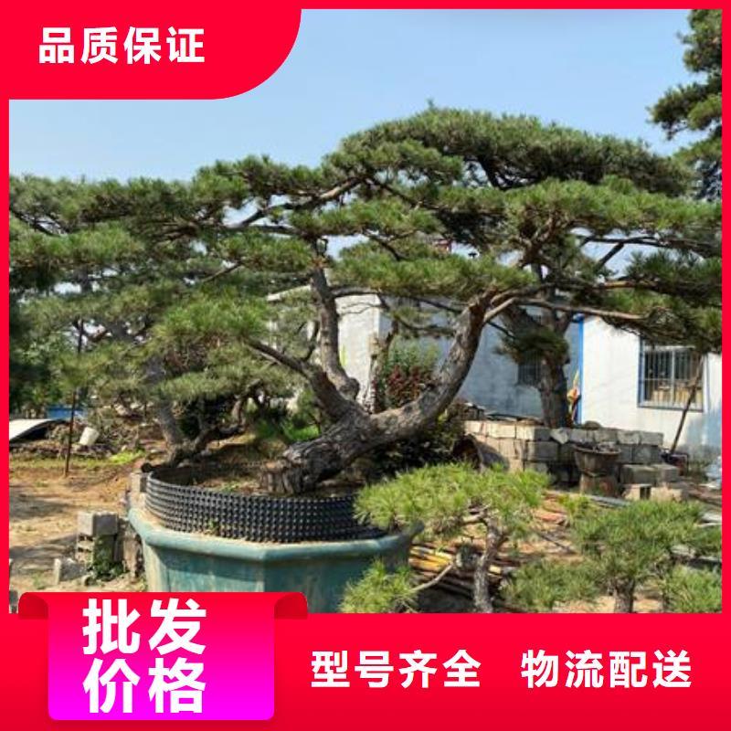 福建造型黑松加工效果好实地大厂