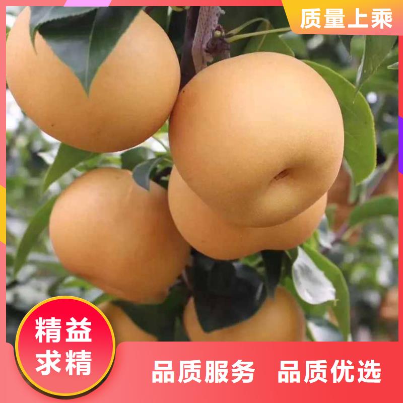 无锡秋月梨种植苗品种大全同城经销商