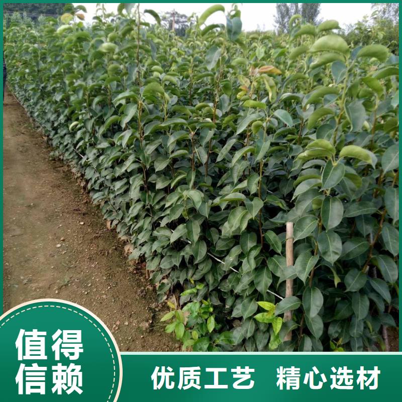 沧州秋月梨种植苗基地质量检测