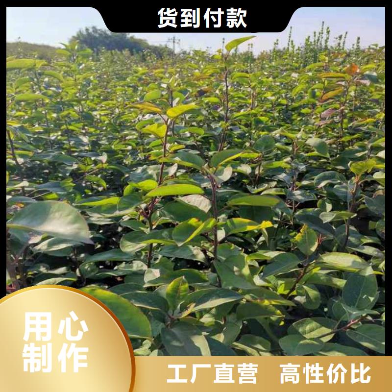 黔西南秋月梨种植苗哪里有卖的技术先进