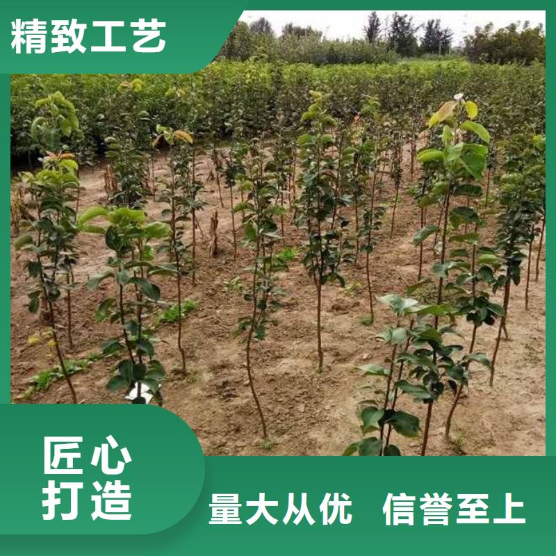 马鞍山秋月梨树苗新品种对质量负责