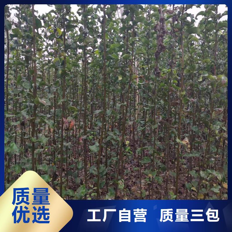 阿坝秋月梨种植苗产地支持大批量采购