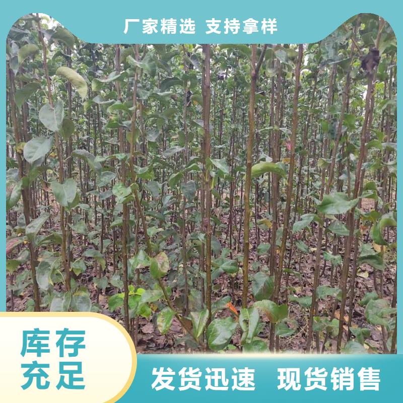 甘肃秋月梨树苗批发源头厂商