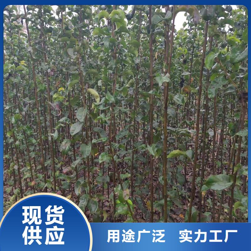 绥化秋月梨种植苗怎么卖附近生产厂家