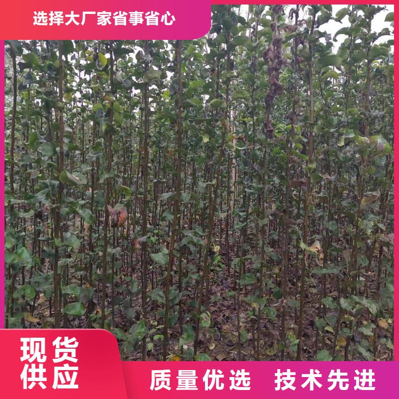 赤峰秋月梨种植苗价格品质保障售后无忧