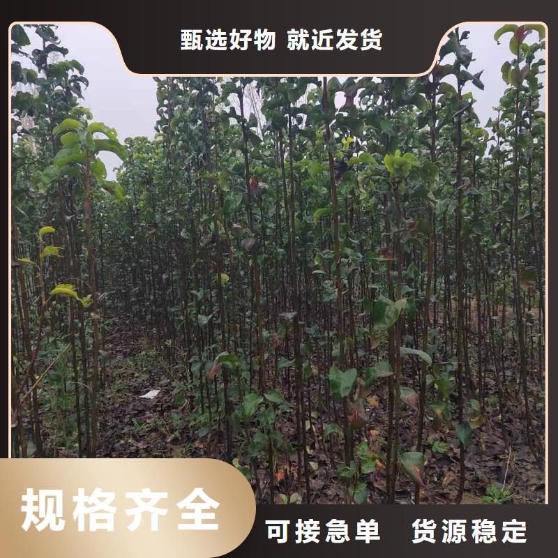 永州秋月梨种植苗基地诚信经营质量保证