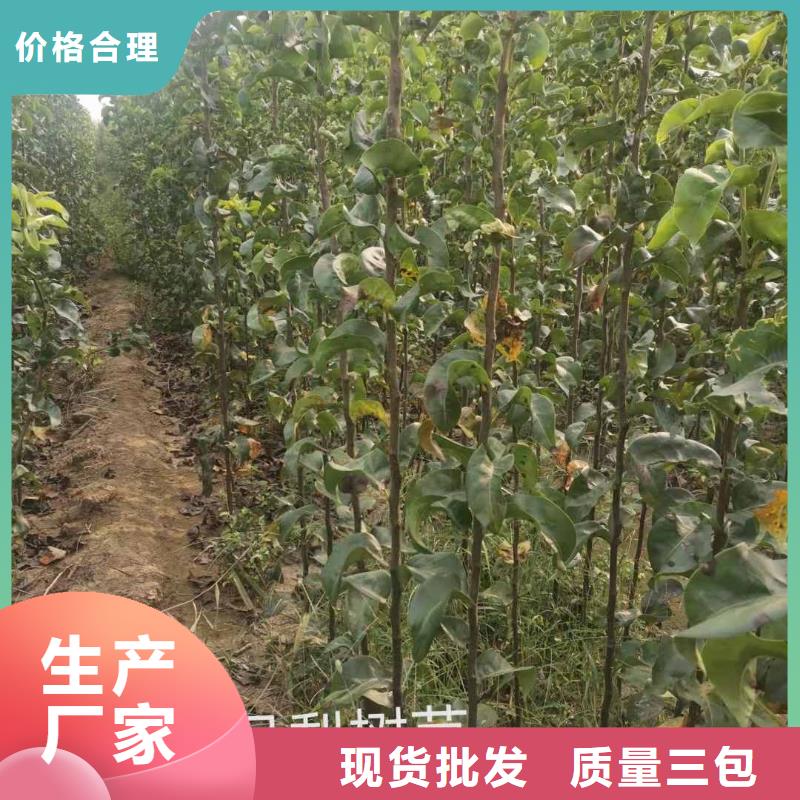 陕西秋月梨种植苗合作社正规厂家