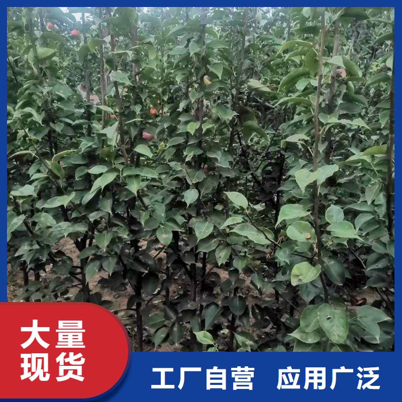 张家界秋月梨种植苗求购实力大厂家