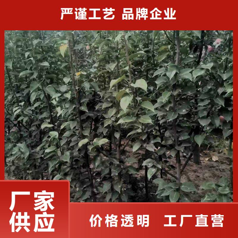 长春秋月梨树苗病虫防治专业按需定制