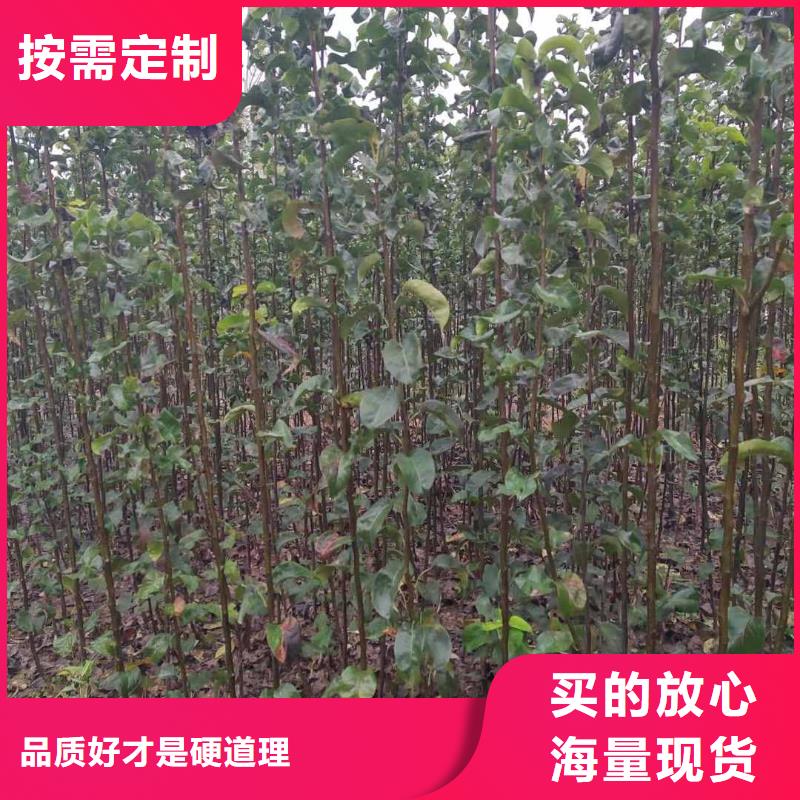 菏泽秋月梨树苗几年结果本地品牌